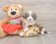5 week old Mini Bernedoodle Puppy For Sale - Pilesgrove Pups