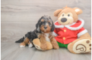 Popular Mini Bernedoodle Poodle Mix Pup