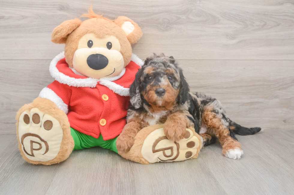 6 week old Mini Bernedoodle Puppy For Sale - Pilesgrove Pups