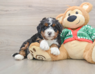6 week old Mini Bernedoodle Puppy For Sale - Pilesgrove Pups