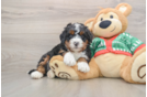 Energetic Mini Bernesedoodle Poodle Mix Puppy