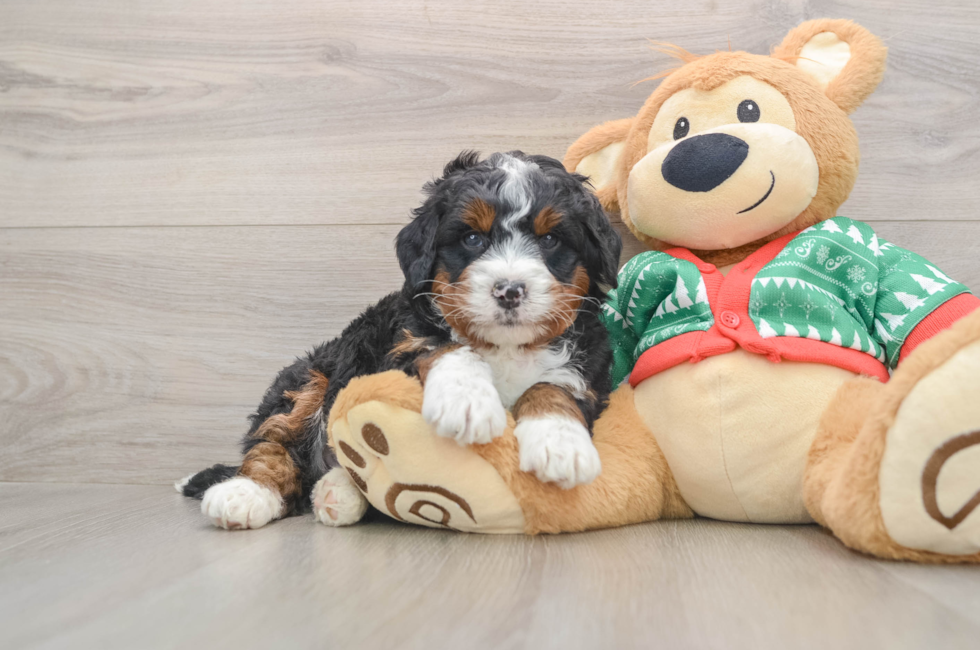 6 week old Mini Bernedoodle Puppy For Sale - Pilesgrove Pups