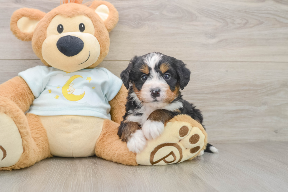 Best Mini Bernedoodle Baby