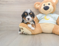 5 week old Mini Bernedoodle Puppy For Sale - Pilesgrove Pups
