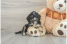 Little Mini Bernadoodle Poodle Mix Puppy