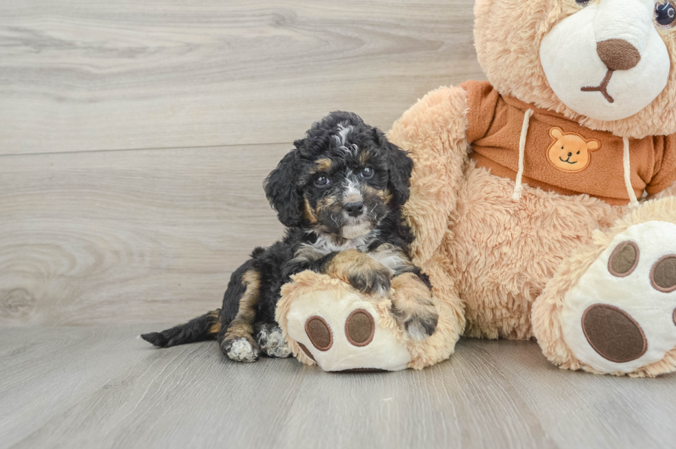 6 week old Mini Bernedoodle Puppy For Sale - Pilesgrove Pups