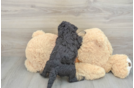 Adorable Mini Bernepoo Poodle Mix Puppy