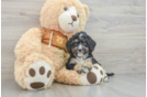 Best Mini Bernedoodle Baby