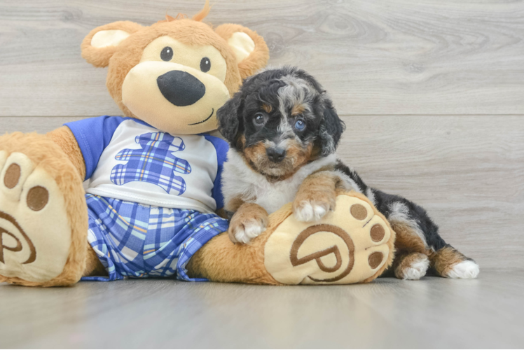 Adorable Mini Bernesepoo Poodle Mix Puppy