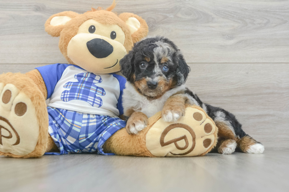 5 week old Mini Bernedoodle Puppy For Sale - Pilesgrove Pups