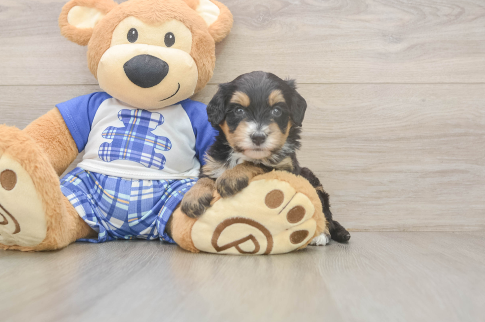 5 week old Mini Bernedoodle Puppy For Sale - Pilesgrove Pups
