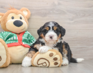 6 week old Mini Bernedoodle Puppy For Sale - Pilesgrove Pups