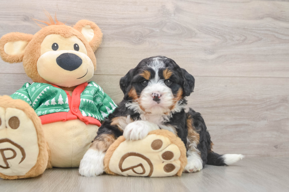 6 week old Mini Bernedoodle Puppy For Sale - Pilesgrove Pups