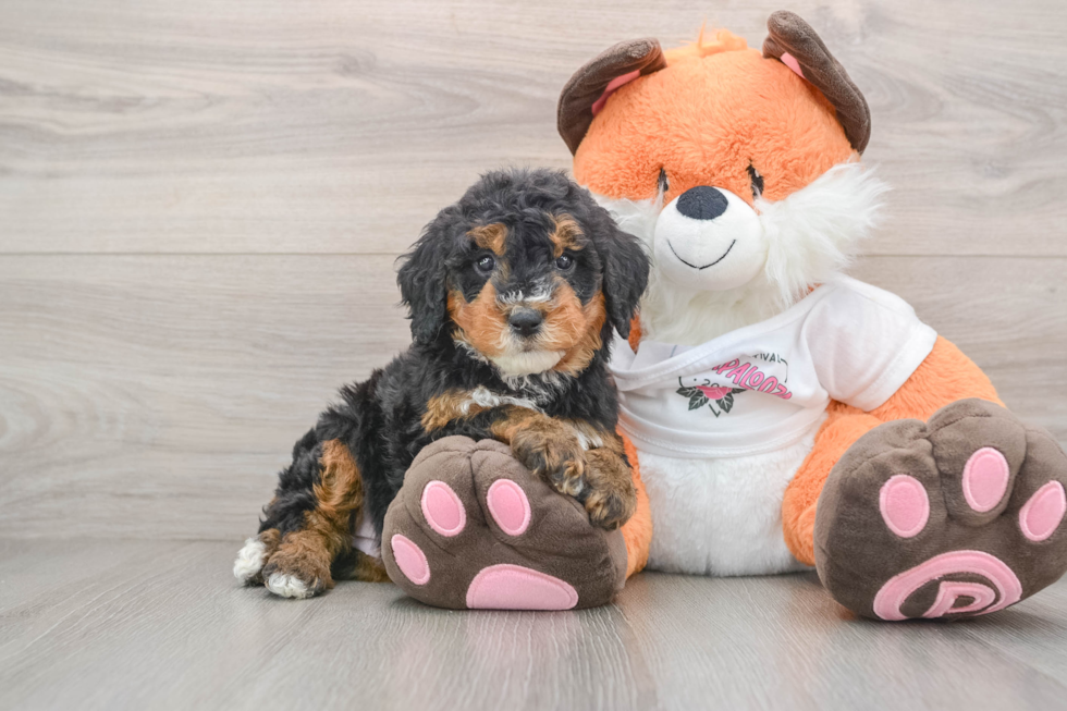 Mini Bernedoodle Pup Being Cute