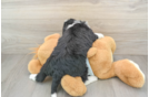 Friendly Mini Bernedoodle Baby