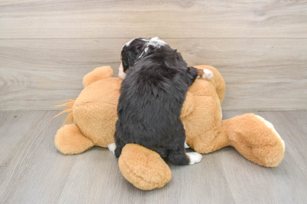 Petite Mini Bernedoodle Poodle Mix Pup