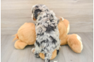 Cute Mini Bernedoodle Baby
