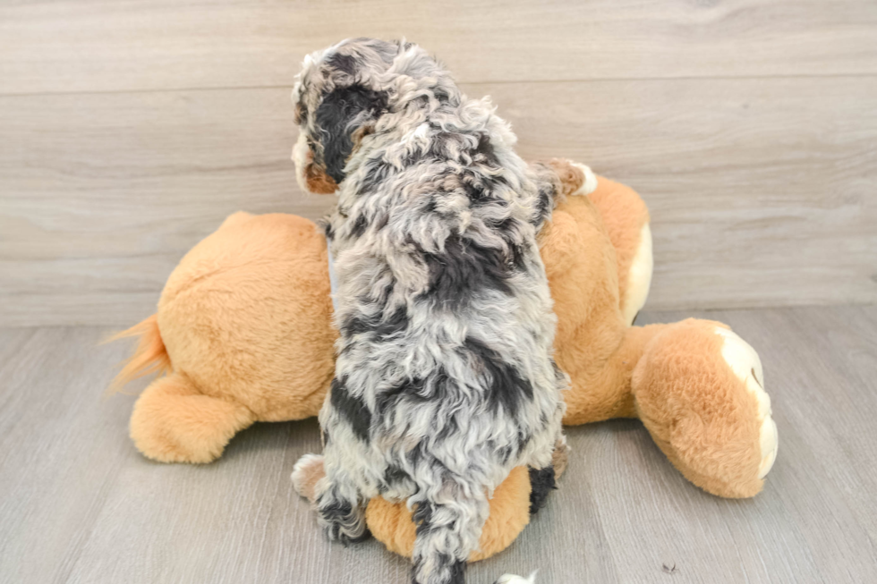 Cute Mini Bernedoodle Baby