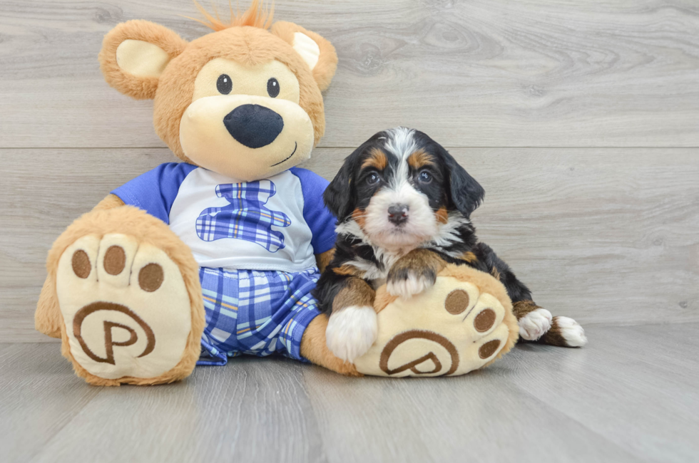 6 week old Mini Bernedoodle Puppy For Sale - Pilesgrove Pups