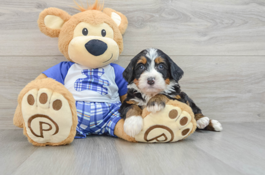 Mini Bernedoodle Pup Being Cute