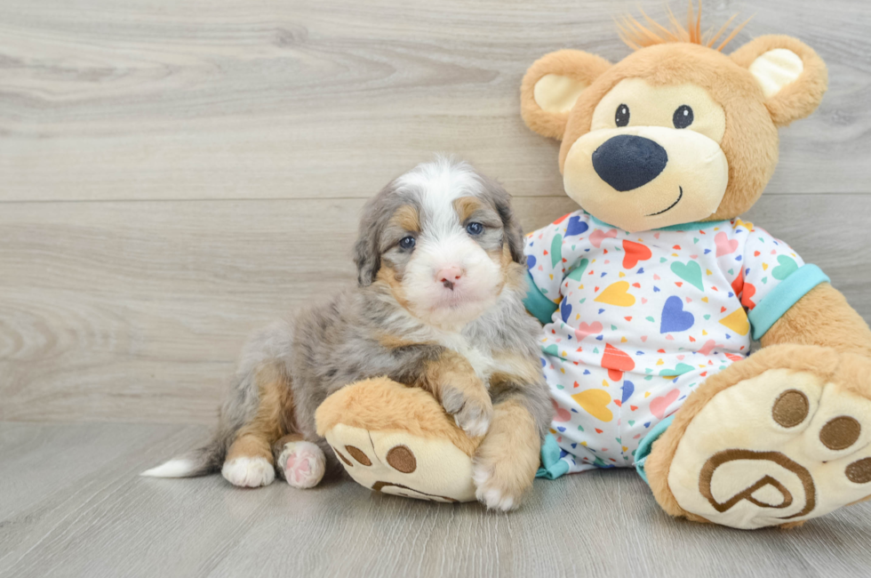 7 week old Mini Bernedoodle Puppy For Sale - Pilesgrove Pups