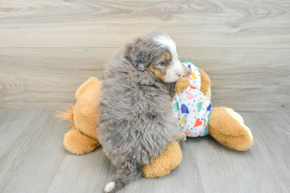 Mini Bernedoodle Pup Being Cute