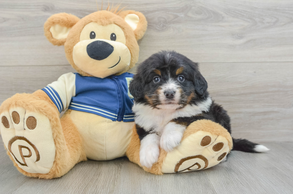 5 week old Mini Bernedoodle Puppy For Sale - Pilesgrove Pups