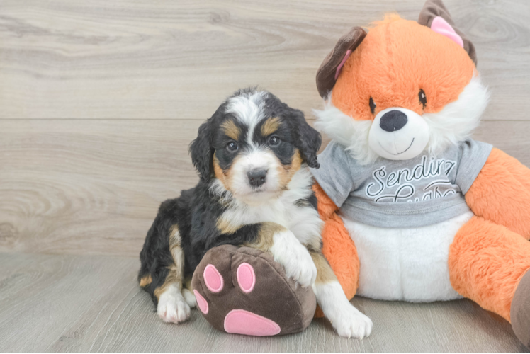 Mini Bernedoodle Pup Being Cute