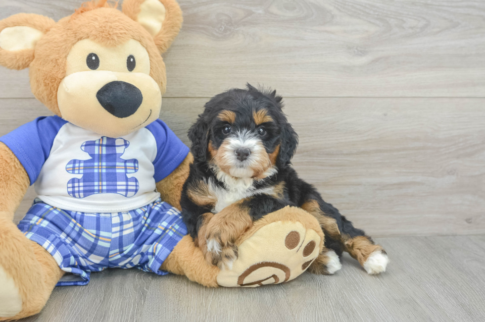 5 week old Mini Bernedoodle Puppy For Sale - Pilesgrove Pups