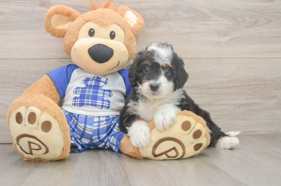 5 week old Mini Bernedoodle Puppy For Sale - Pilesgrove Pups