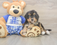 5 week old Mini Bernedoodle Puppy For Sale - Pilesgrove Pups