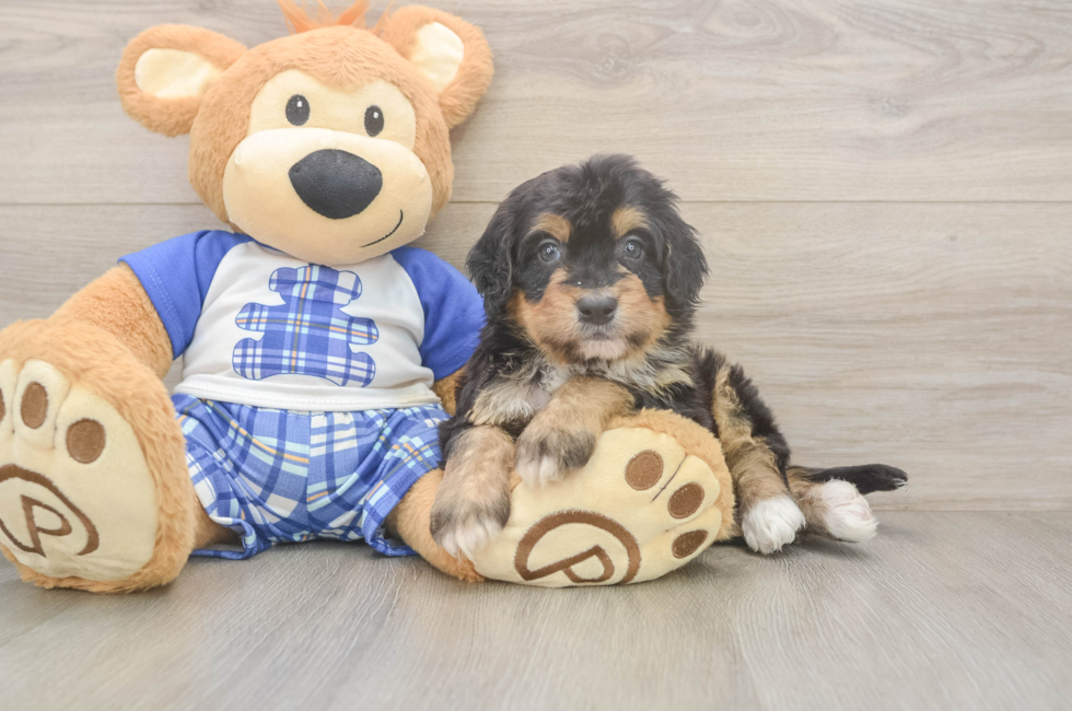 5 week old Mini Bernedoodle Puppy For Sale - Pilesgrove Pups