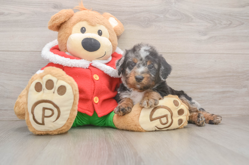 6 week old Mini Bernedoodle Puppy For Sale - Pilesgrove Pups