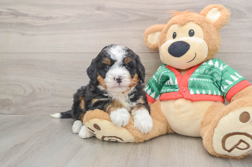 6 week old Mini Bernedoodle Puppy For Sale - Pilesgrove Pups