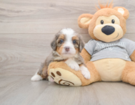 6 week old Mini Bernedoodle Puppy For Sale - Pilesgrove Pups