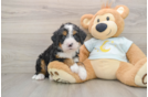 Playful Mini Bernepoo Poodle Mix Puppy