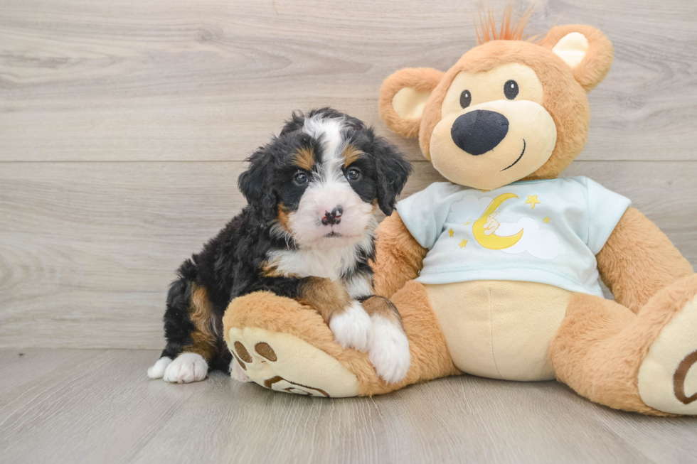 Playful Mini Bernepoo Poodle Mix Puppy