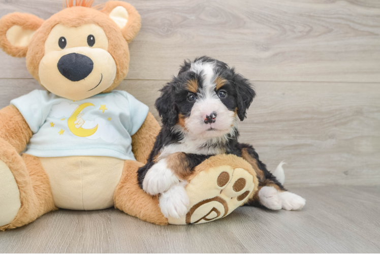 Cute Mini Bernedoodle Baby