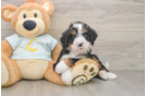 Cute Mini Bernedoodle Baby