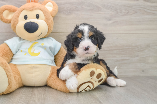 Cute Mini Bernedoodle Baby