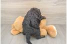 Mini Bernedoodle Puppy for Adoption