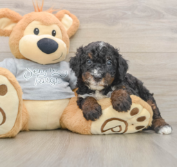7 week old Mini Bernedoodle Puppy For Sale - Pilesgrove Pups