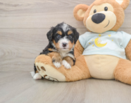 5 week old Mini Bernedoodle Puppy For Sale - Pilesgrove Pups