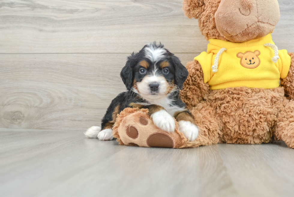 Mini Bernedoodle Pup Being Cute