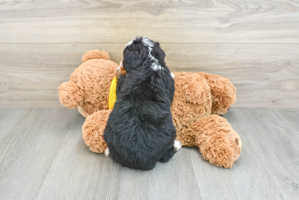 Best Mini Bernedoodle Baby