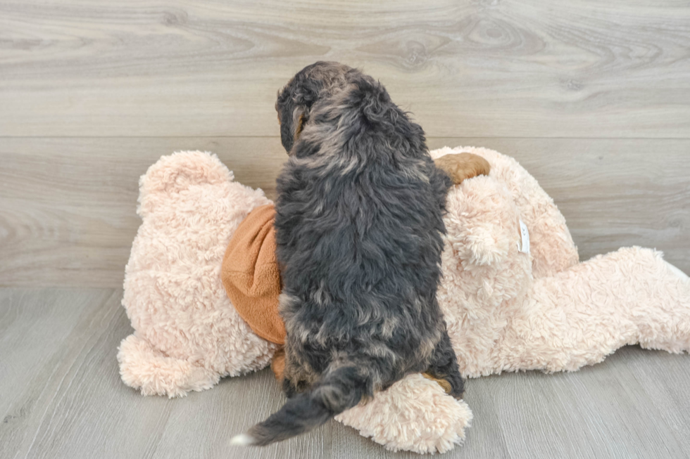 Sweet Mini Bernedoodle Baby