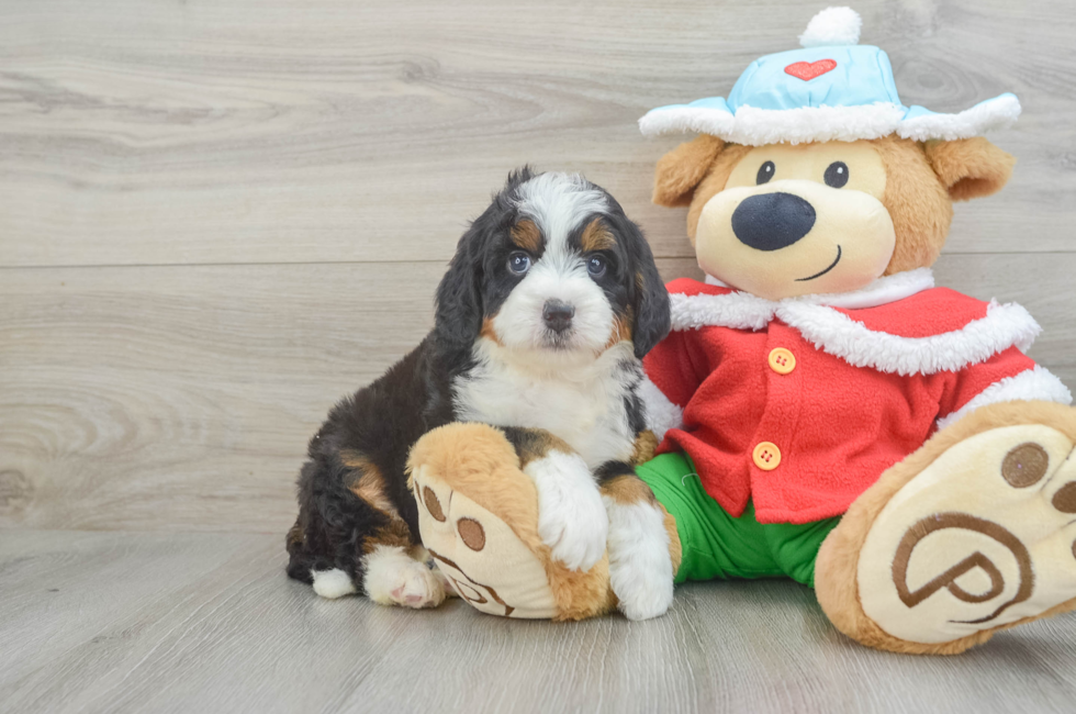 6 week old Mini Bernedoodle Puppy For Sale - Pilesgrove Pups