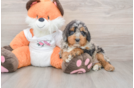 Friendly Mini Bernedoodle Baby