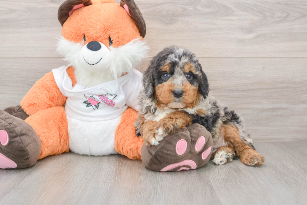 Friendly Mini Bernedoodle Baby