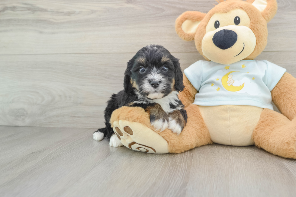 Best Mini Bernedoodle Baby